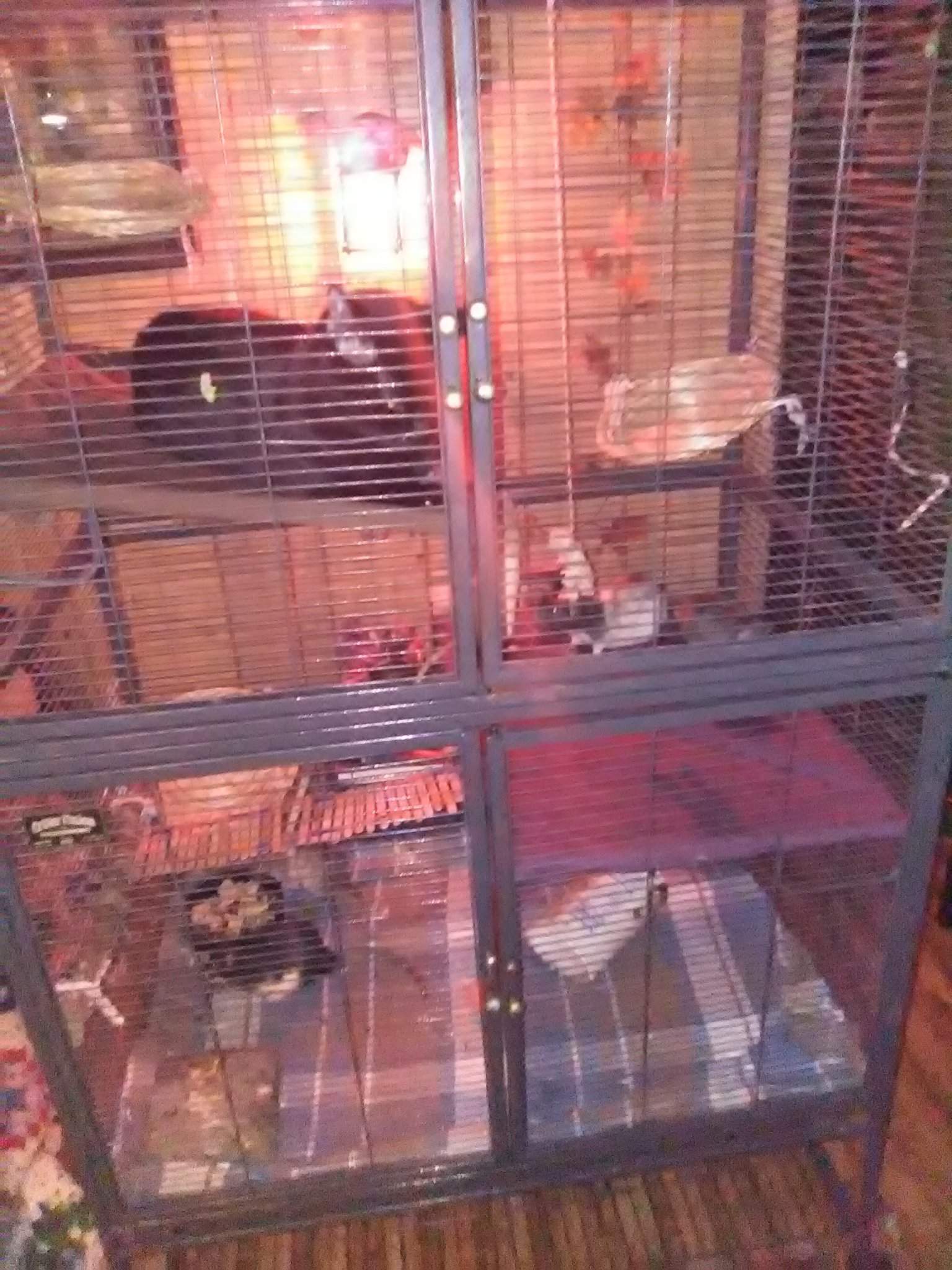 pink rat cage