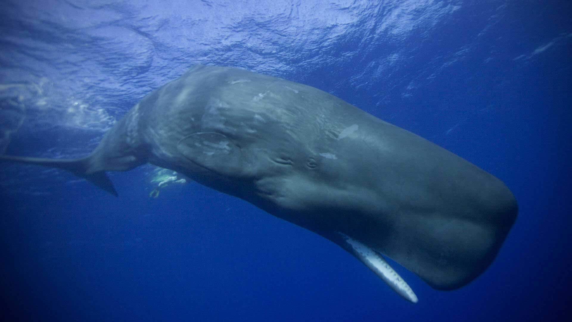 Sperm Whale vs Giant Squid | Animal Amino🐾 Amino