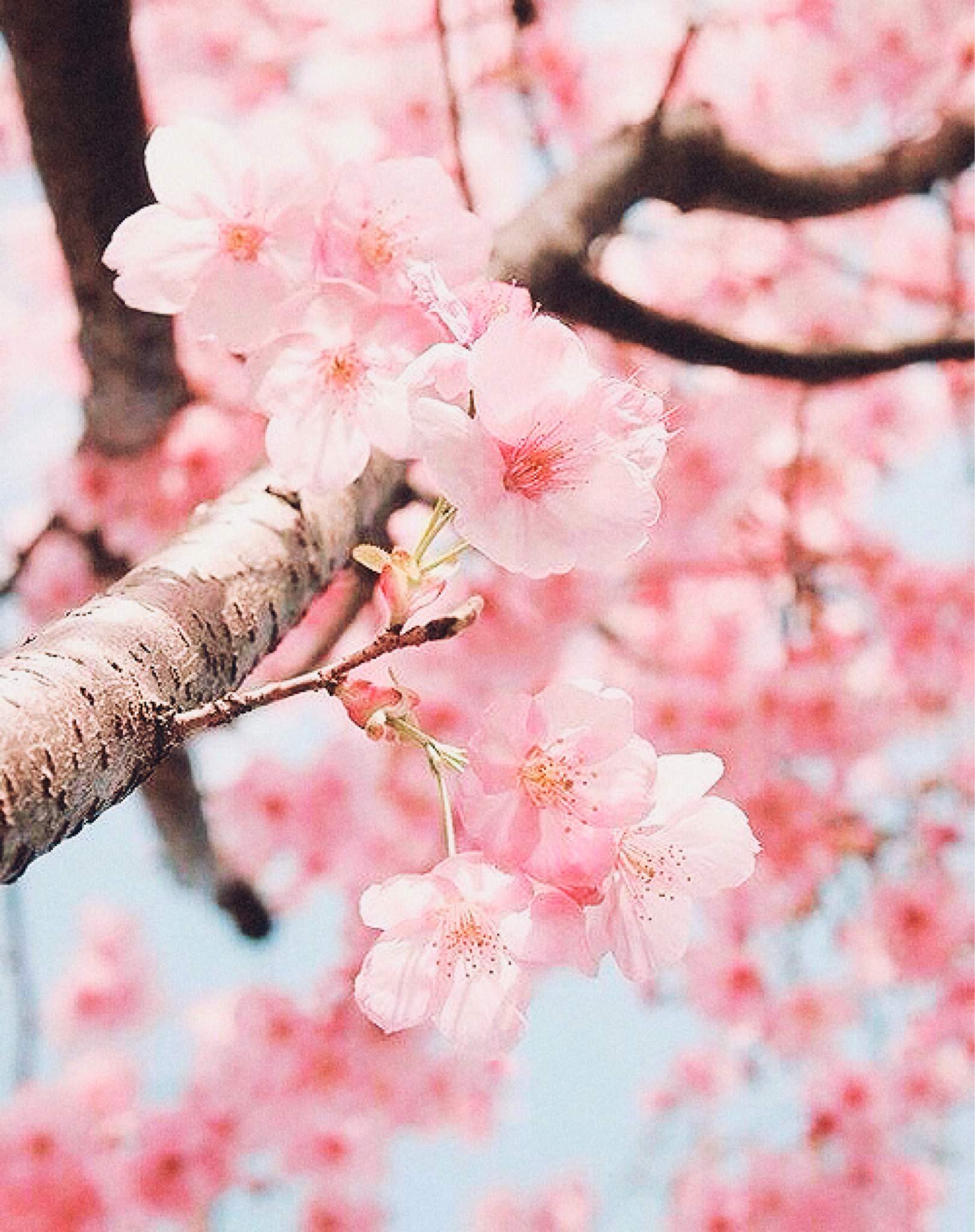Cherry Blossoms | Aesthetic World Amino