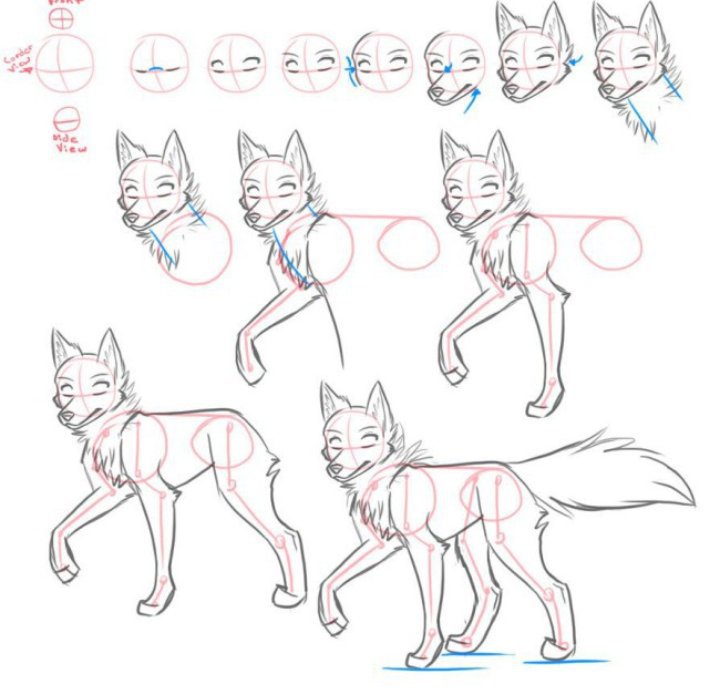 How to draw a wolf body Wiki Drawing Amino