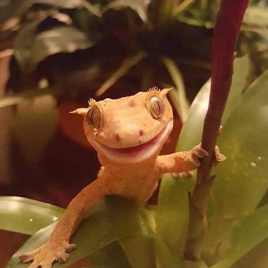 Cheesin | Herps And Reptiles Amino