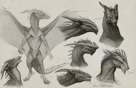 dragon anatomy sketch