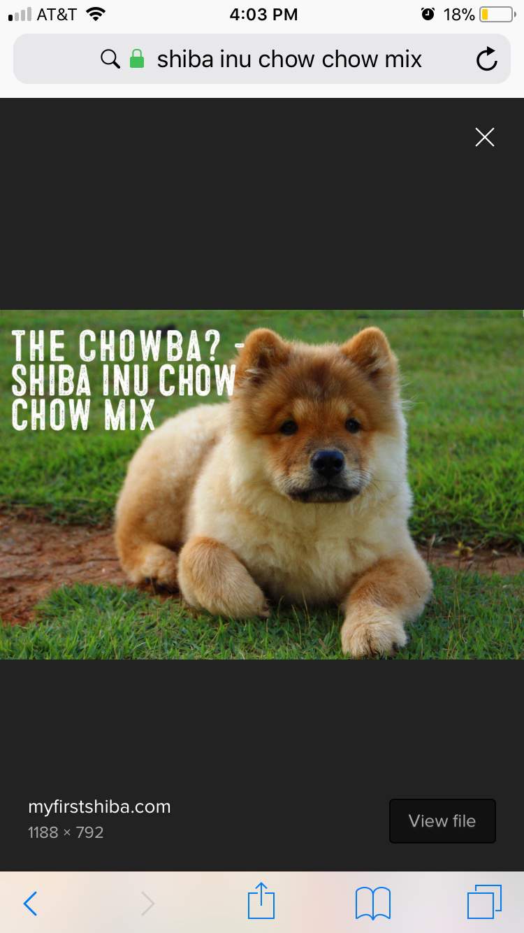 Shiba Inu Mixed With Chow