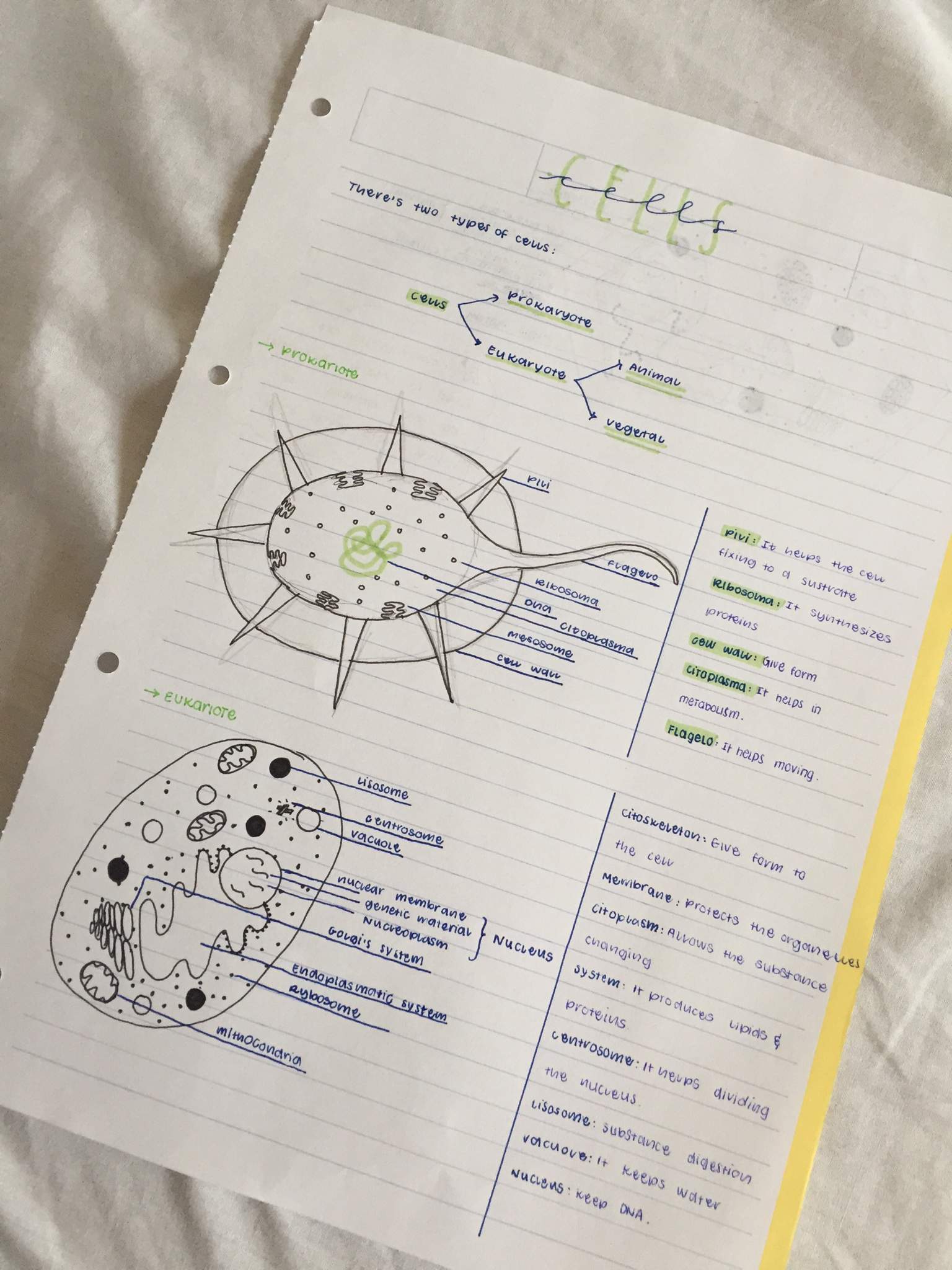 biology-notes-studying-amino-amino