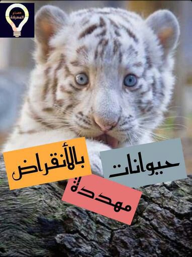 الحيوانات المهددة بالانقراض المكتبة Amino