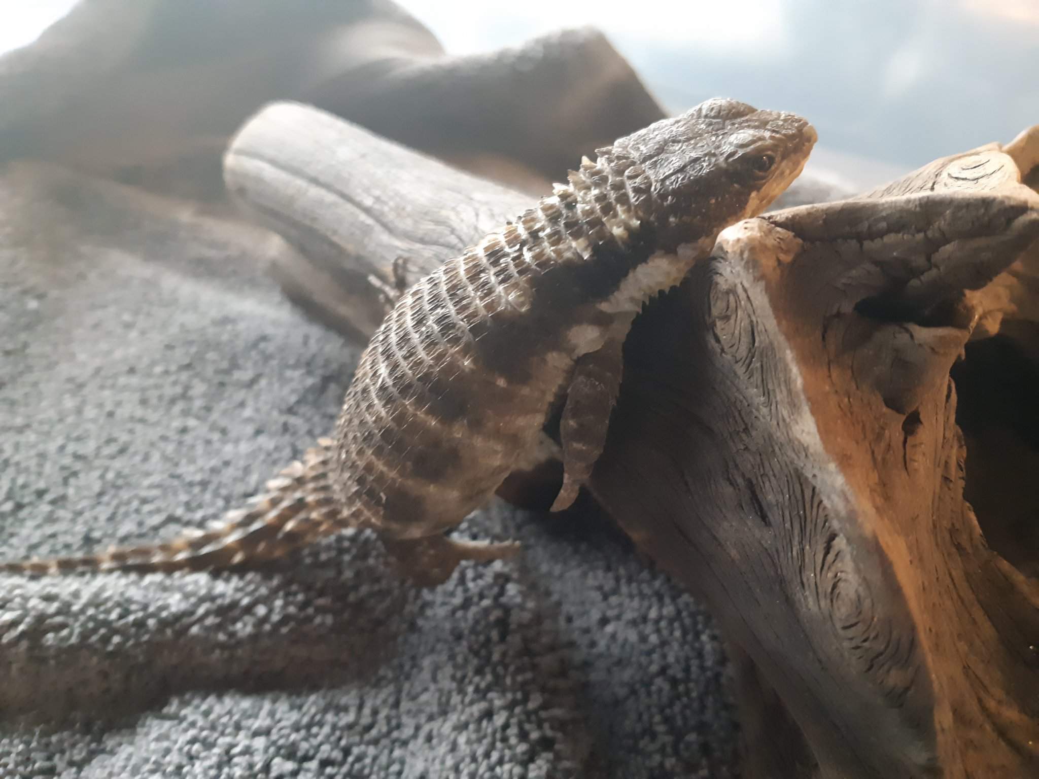 armadillo lizard