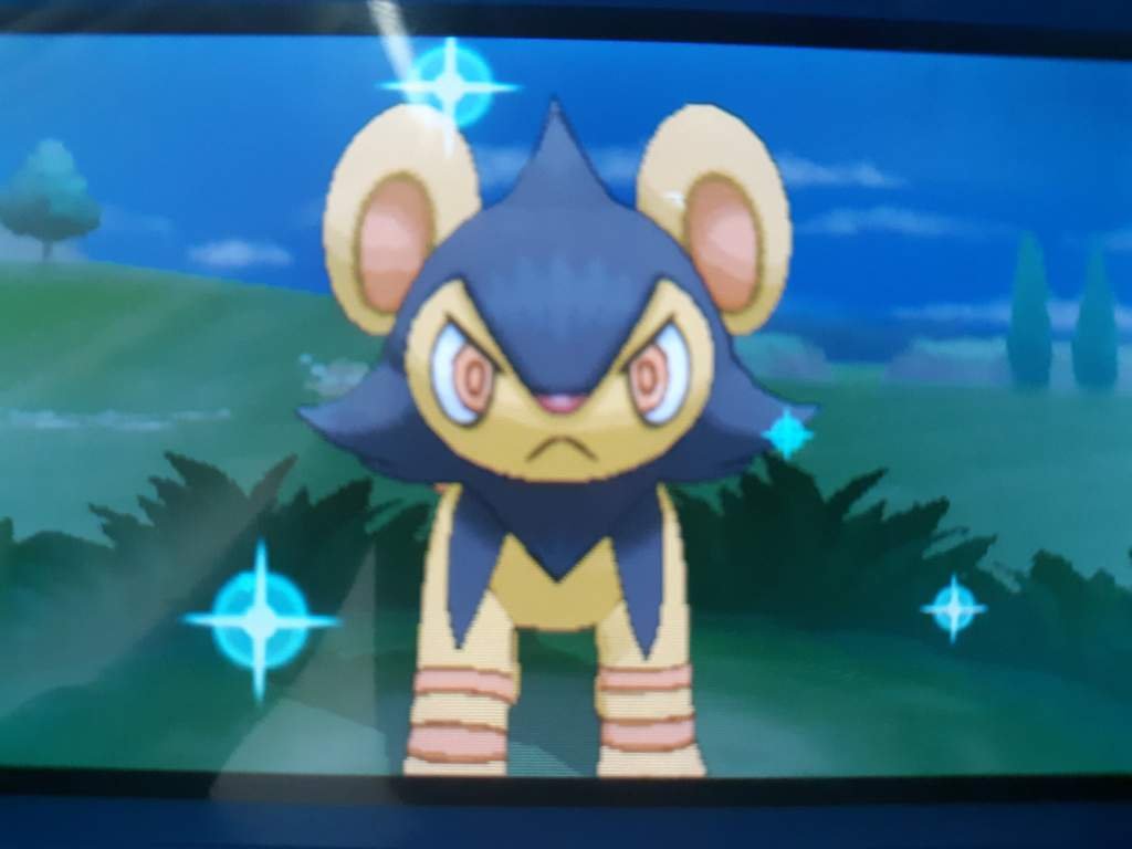 Shiny Luxio! 🐯 | Shiny Pokemon Amino Amino