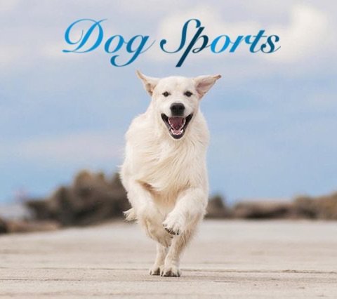 top dog sports top dog sports