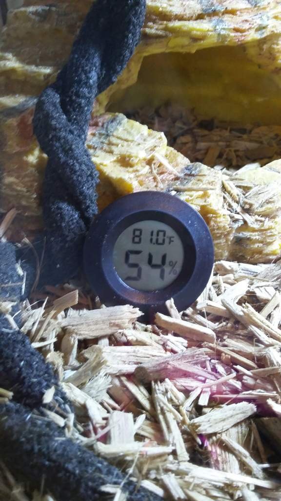 Humidity and Temperature Snake Amino Amino