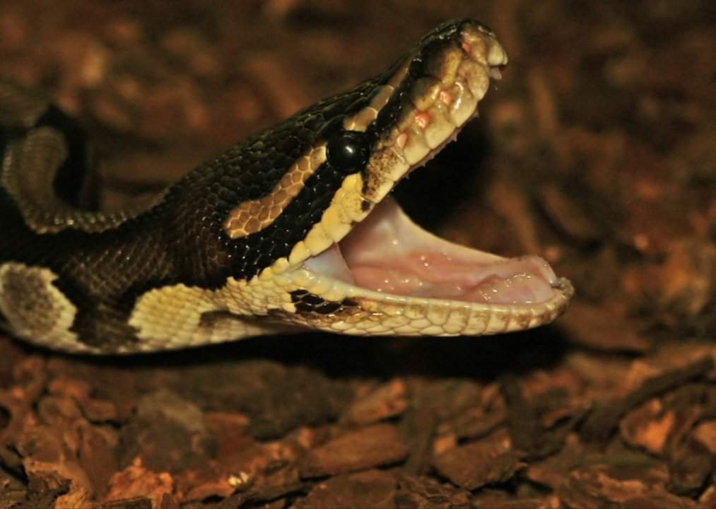 Ball Python Care Guide Wiki Snake Amino Amino