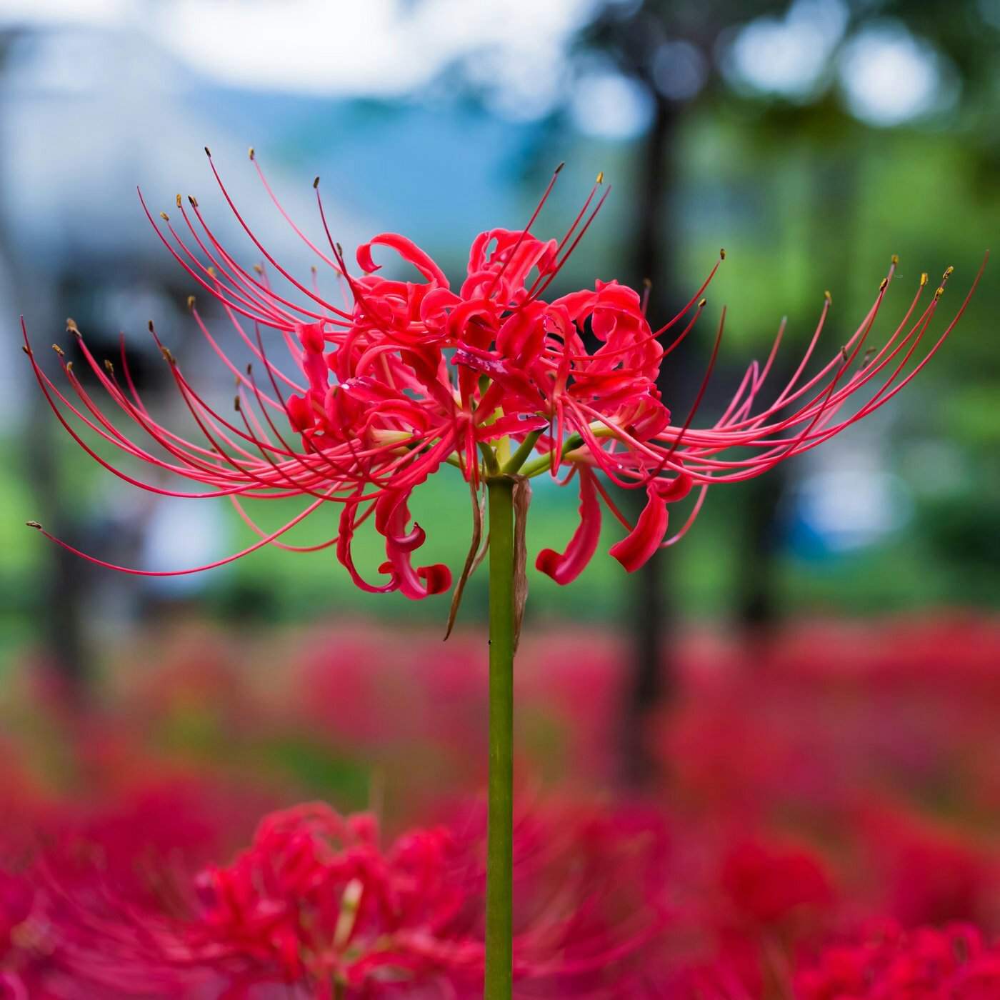 What Does The Red Spider Lily Mean In Demon Slayer Design Talk