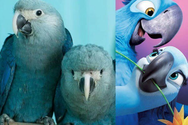 Blue Macaw Telah Dinyatakan Punah Di Alam Liar Bts Army