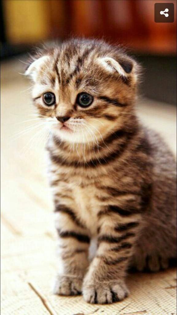 Анкета Питомца | Wiki | 🏢Эйнвэл🏢 Amino