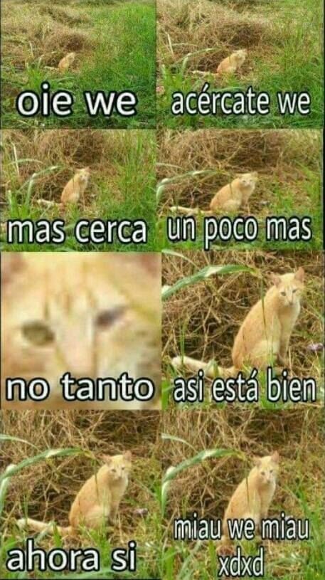 Momos de cats XD