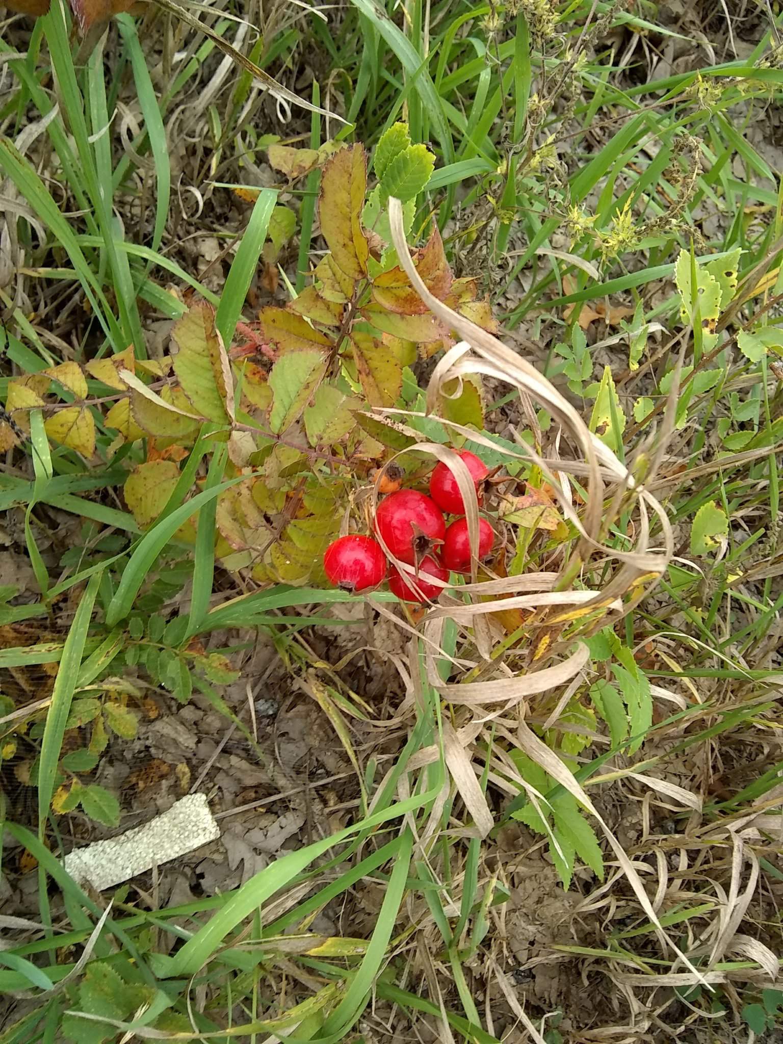 anyone-know-what-these-are-native-american-amino-amino