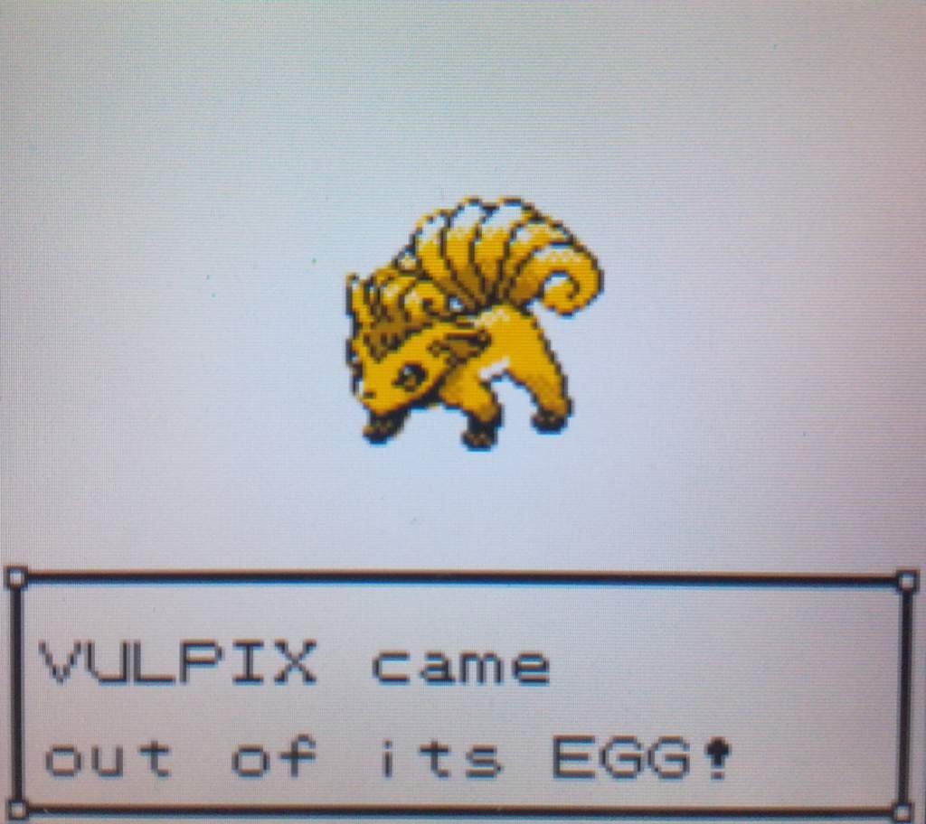 My Shiny team! [VC Silver, Shiny Ditto breeding] Pokémon Amino