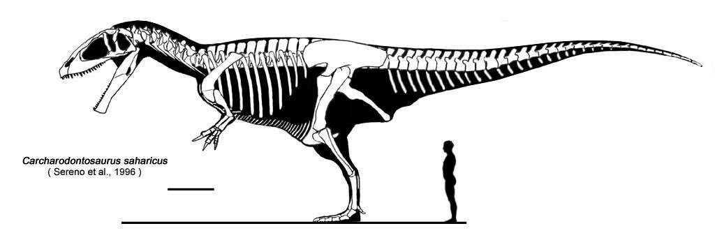 Carcharodontosaurus | Wiki | Amino Paleontología Amino