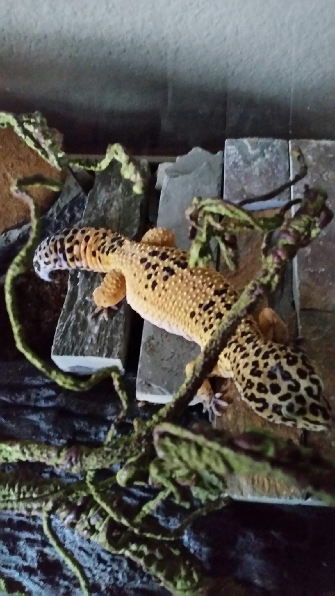 What morph is this? | Leopard Geckos Amino