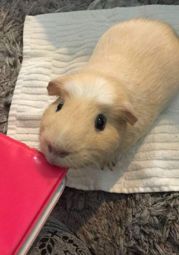 hi-im-new-here-but-i-wanted-to-share-a-picture-of-my-guinea-pig