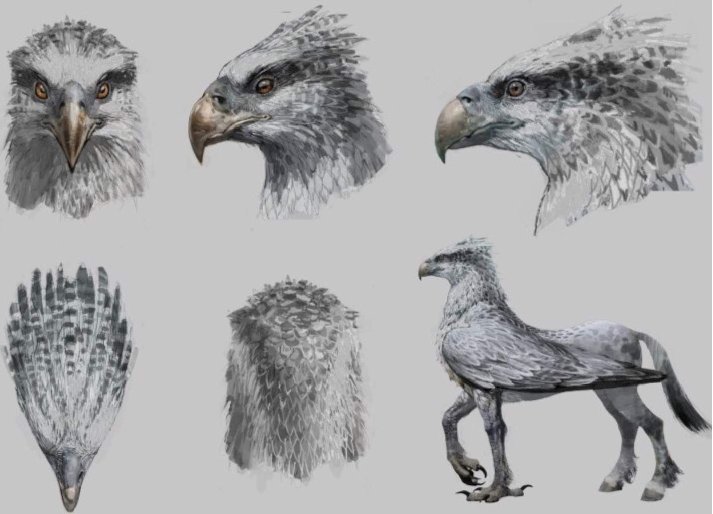 Hippogriff | Harry Potter Amino