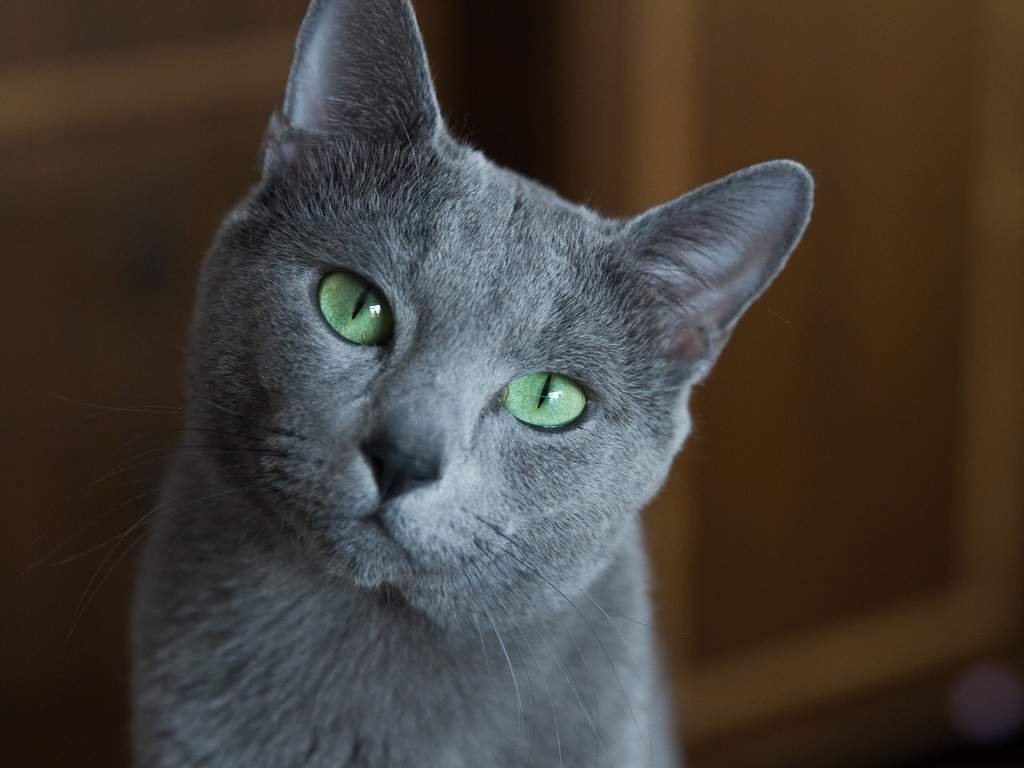 Russian blue picture