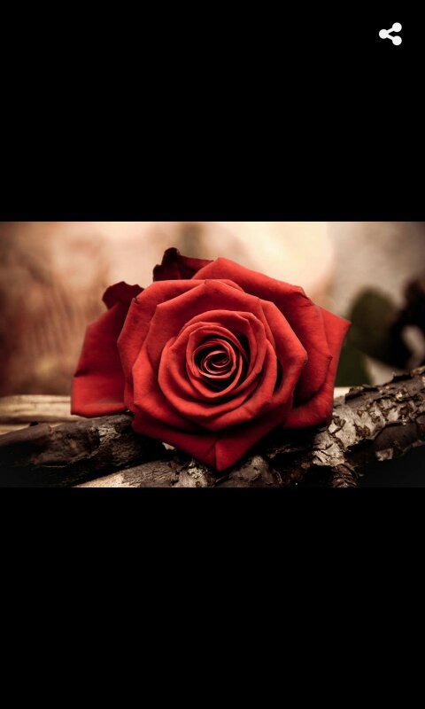 Набор в кураторы. | Wiki | Водяная роза 🌹 Amino