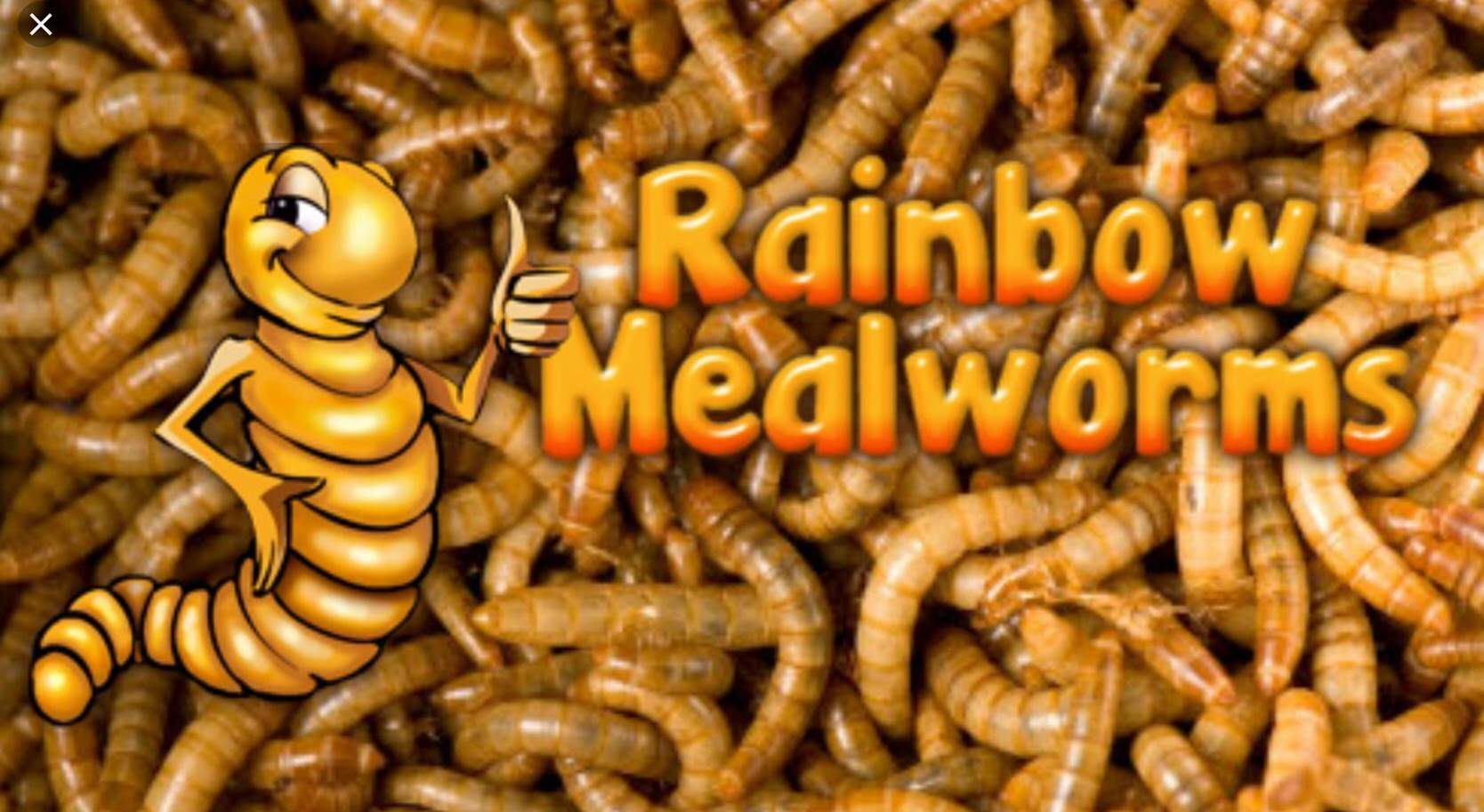 Shoutout to Rainbow Mealworms Herps and Reptiles Amino