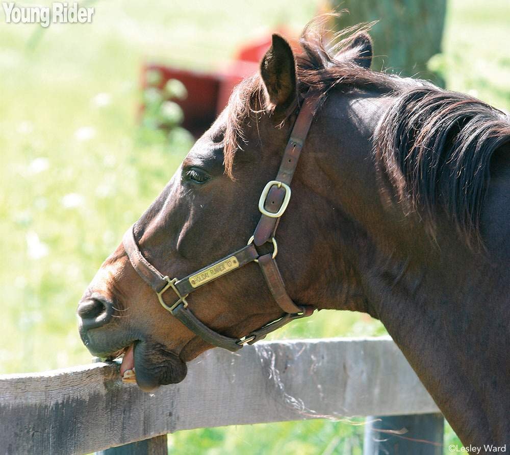 A Guide to Windsucking/Cribbing Equestrian Amino