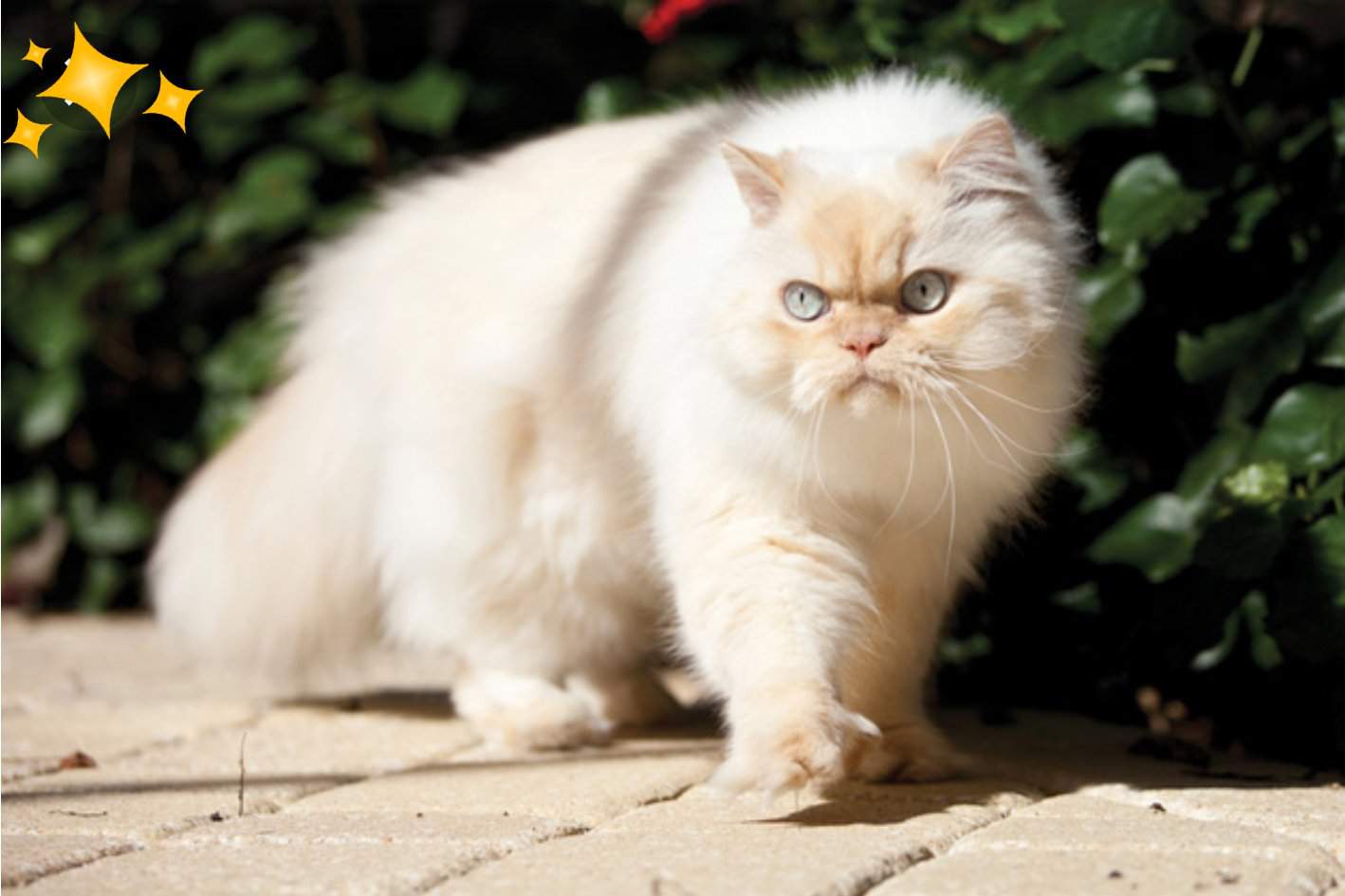 Сиамская персидская кошка