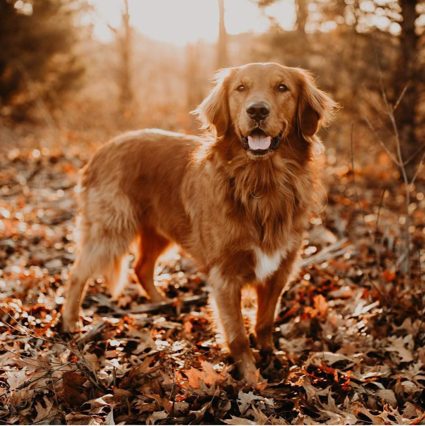 Golden Retriever Wiki Dogs Amino