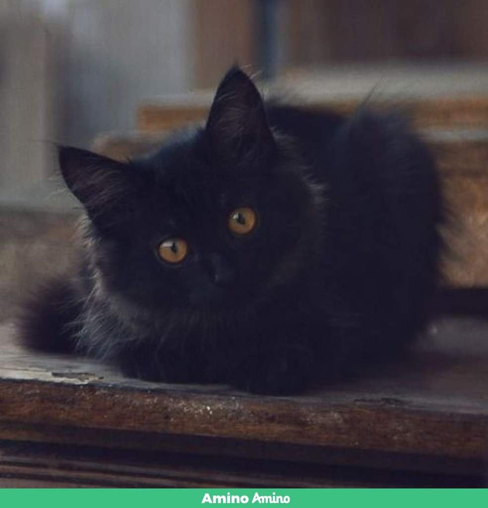 😺 багирка 😺 | Wiki | 🇷🇺Друзья Нео👥 Amino