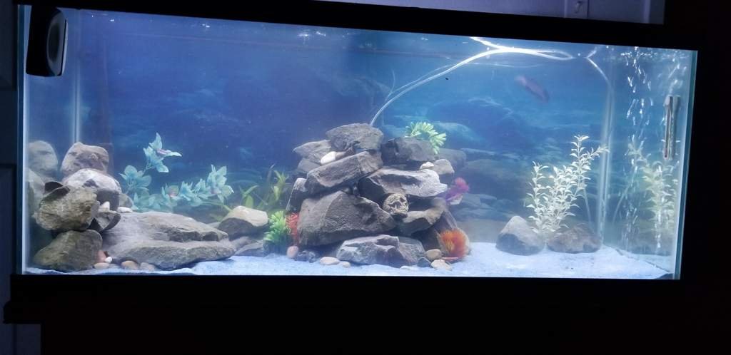 Where to get cheap plants Axolotl Amino Amino