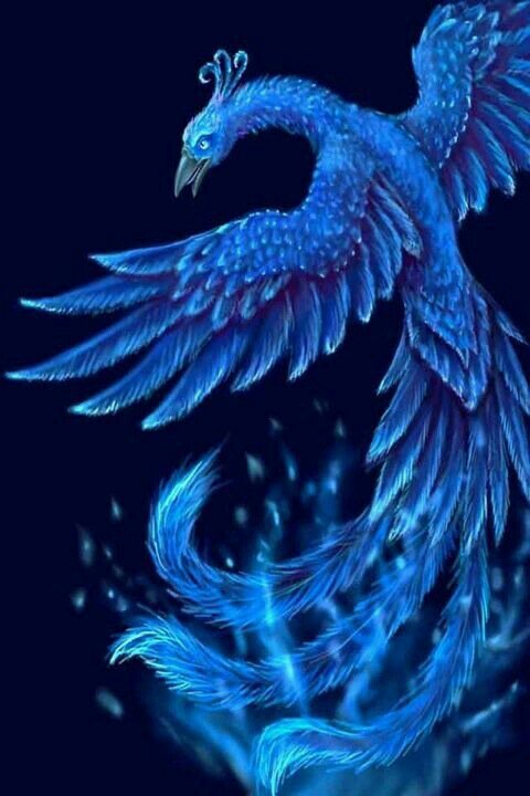 A Fênix Azul | Mitologias, Lendas e Contos Amino