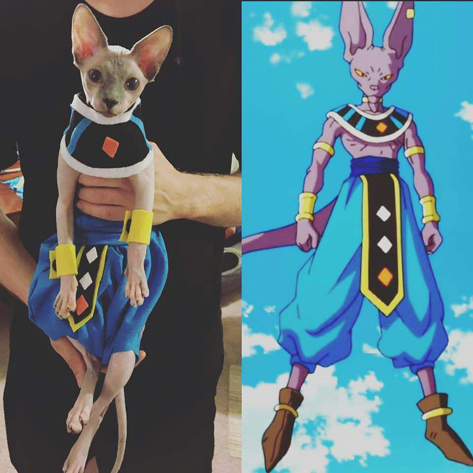 Beerus in dragon Ball then beerus in real life. 