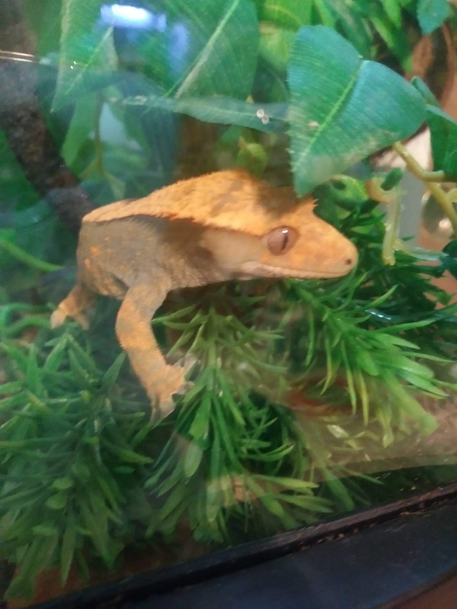 Why hello to you too | Reptiles/Amphibians Amino