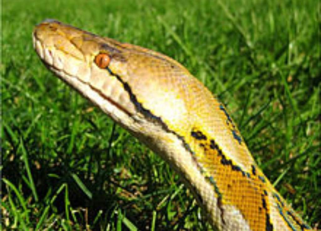 Python identification quiz Reptiles Amino