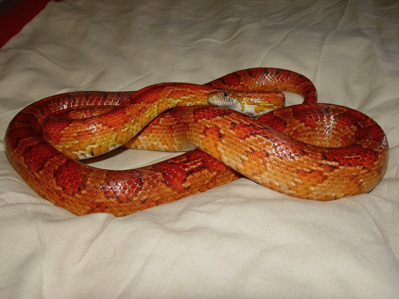 Corn Snake Care Guide Wiki Reptiles Amino