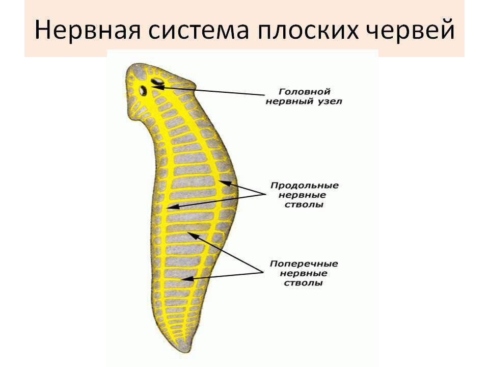 Плоские черви рисунки