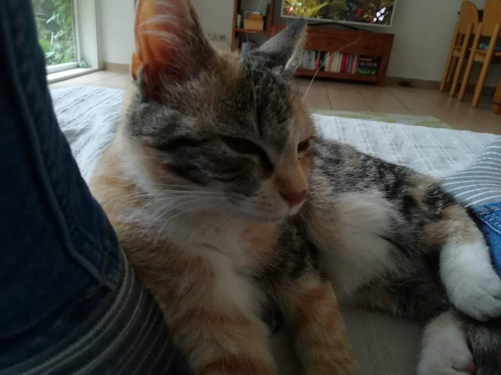 Katze Vom Nachbarn Kommt Immer Zu Uns aminoapps.com