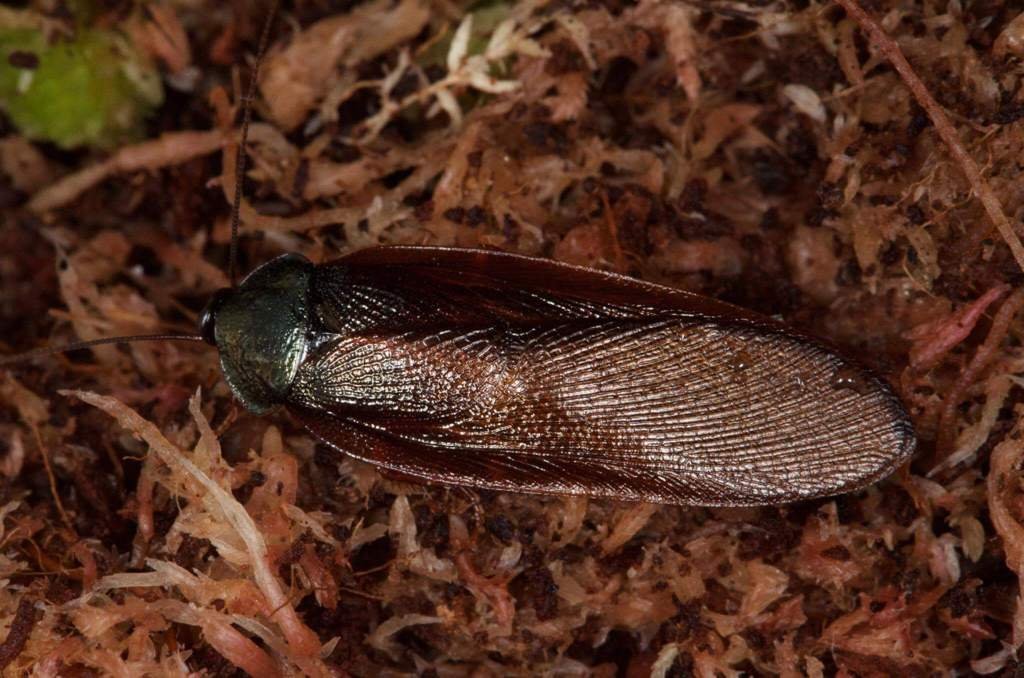 Corydidarum magnifica | Wiki | Биология Amino