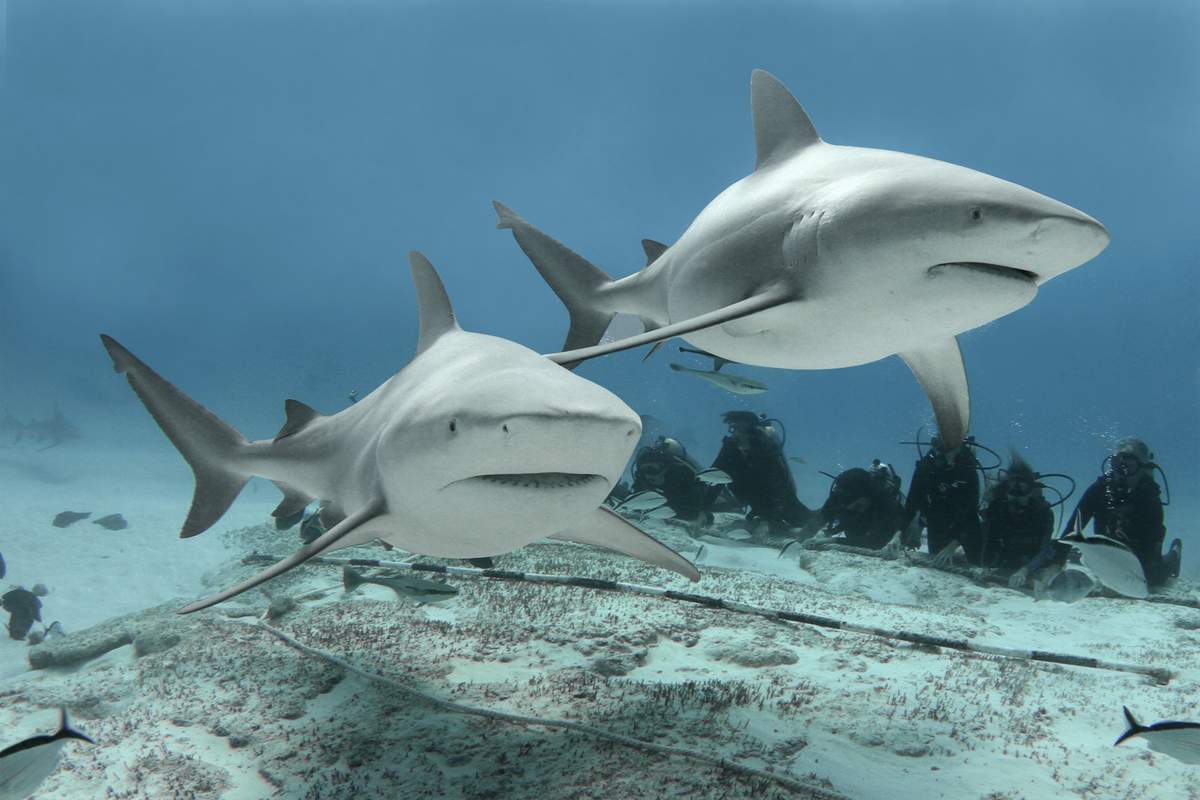 Никарагуанская акула Carcharhinus nicaraguensis