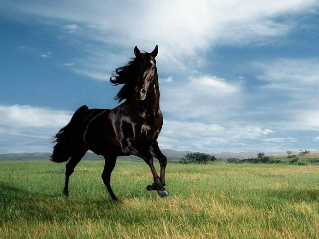 Ксеркс | Wiki | °•Wild Horses||Live•° Amino