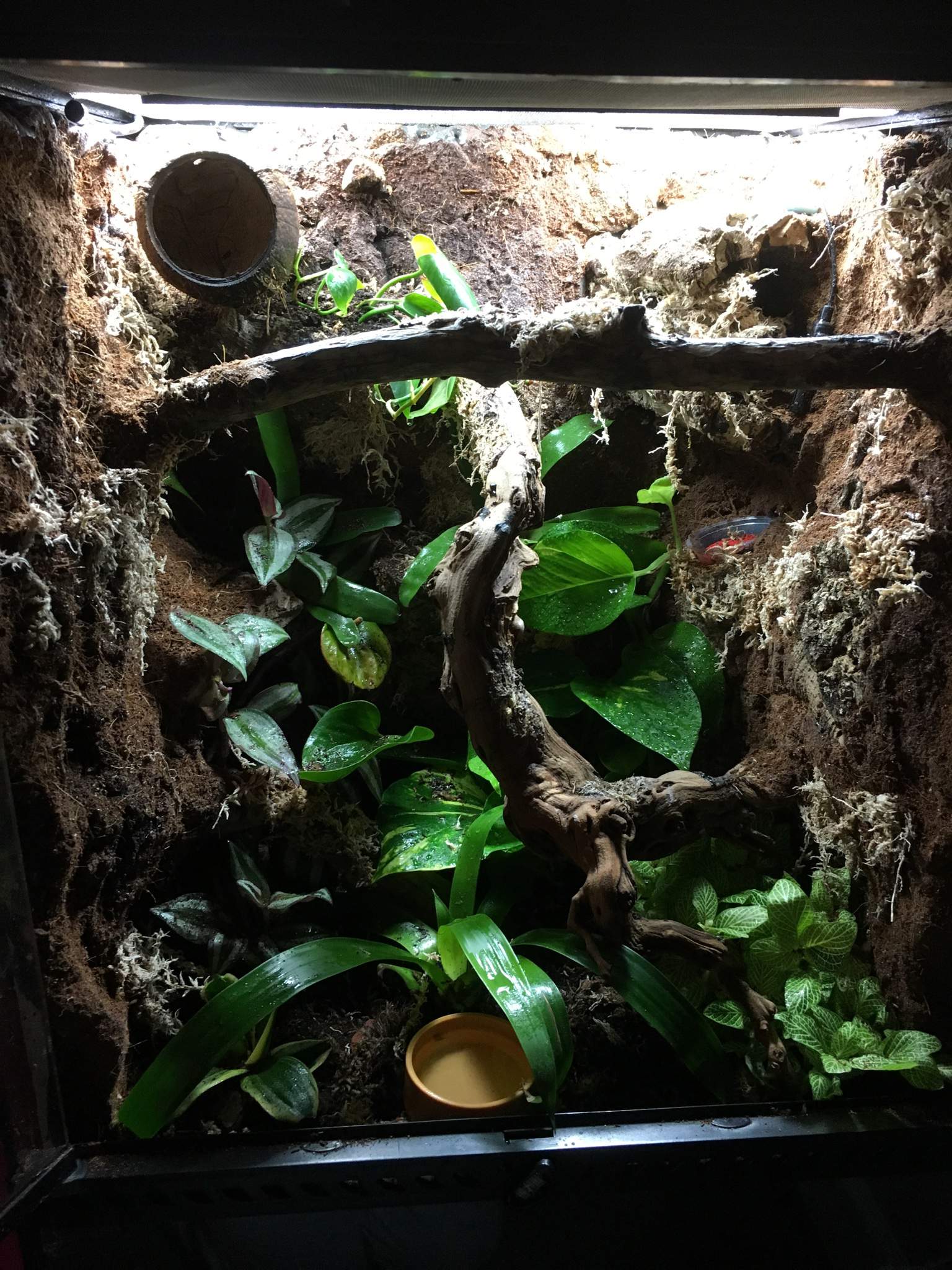Jax Crested Gecko New Vivarium Design Reptiles Amino,Vole Vs Mole Tunnels
