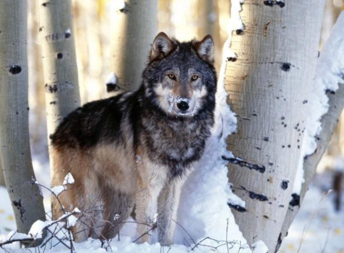 Pers E Wiki La L Gende Des Loups Amino