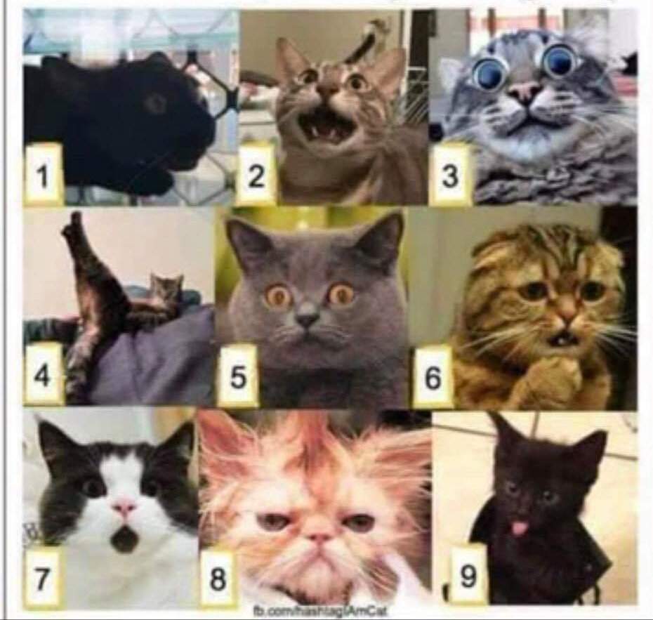 On A Scale Of Cat How Are You Feeling Today NCT Amino