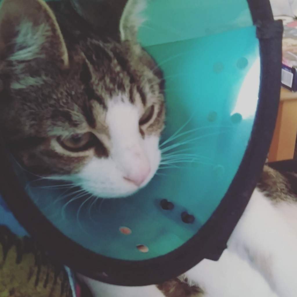 Cone of shame Pets Amino