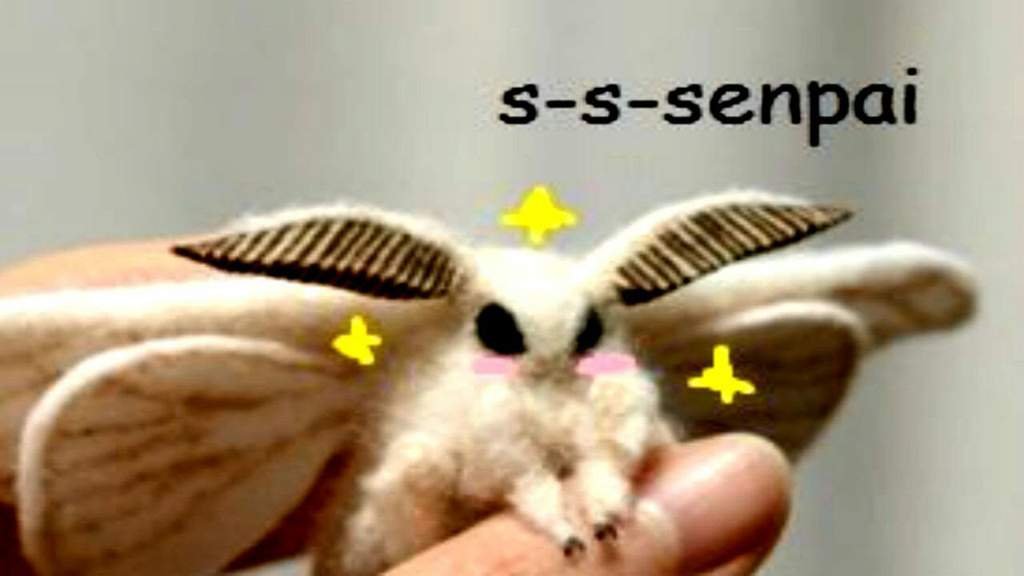 kawaii moth plush