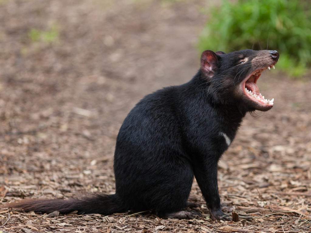 Tasmanian devil facial tumor