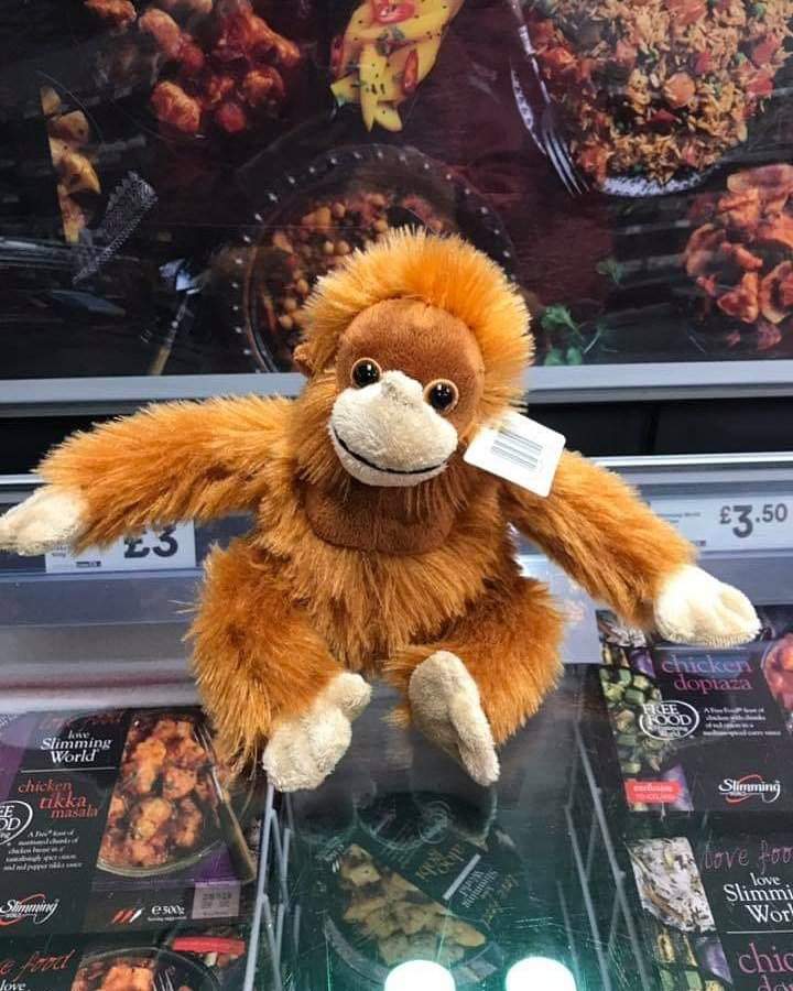 orangutan iceland teddy