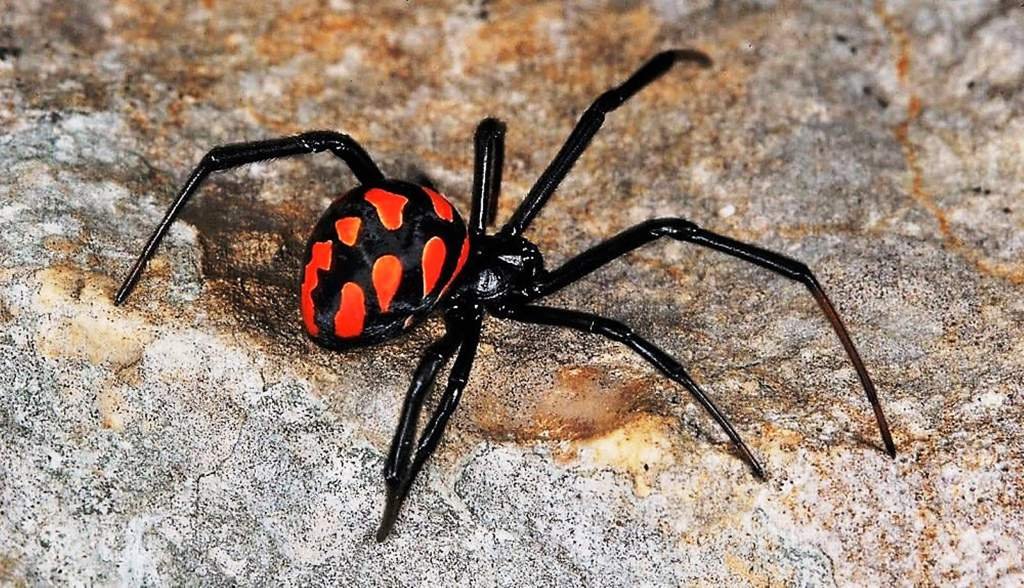 Viuda Negra Europea Latrodectus Tredecimguttatus Animales